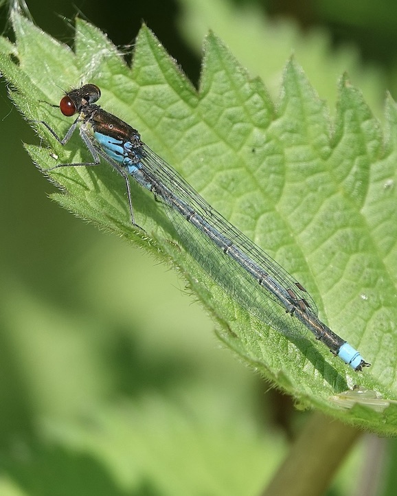 red-eyed damselfly